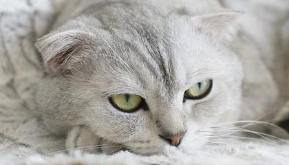 BOB半岛体育APP：让运动成为日常的全新入口