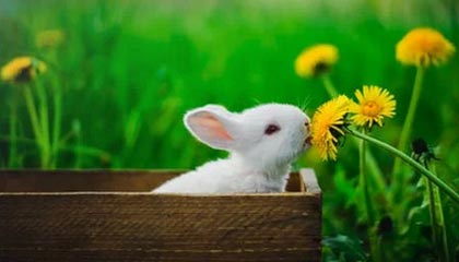 星空电竞官网-湖人引援目标锁定特雷·扬？八村垒里夫斯将留队